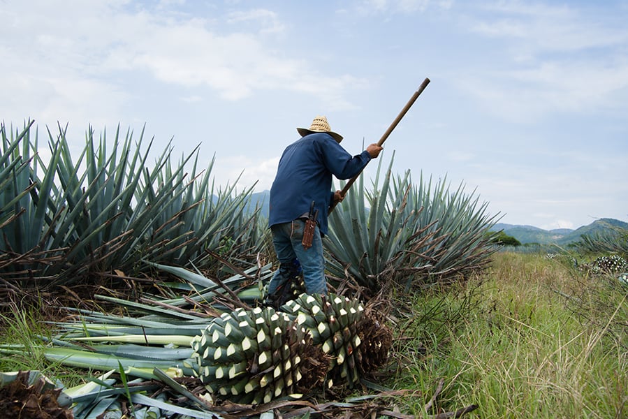 The Legend of Tequila: A Tale of Love, Agave & Velas Resorts
