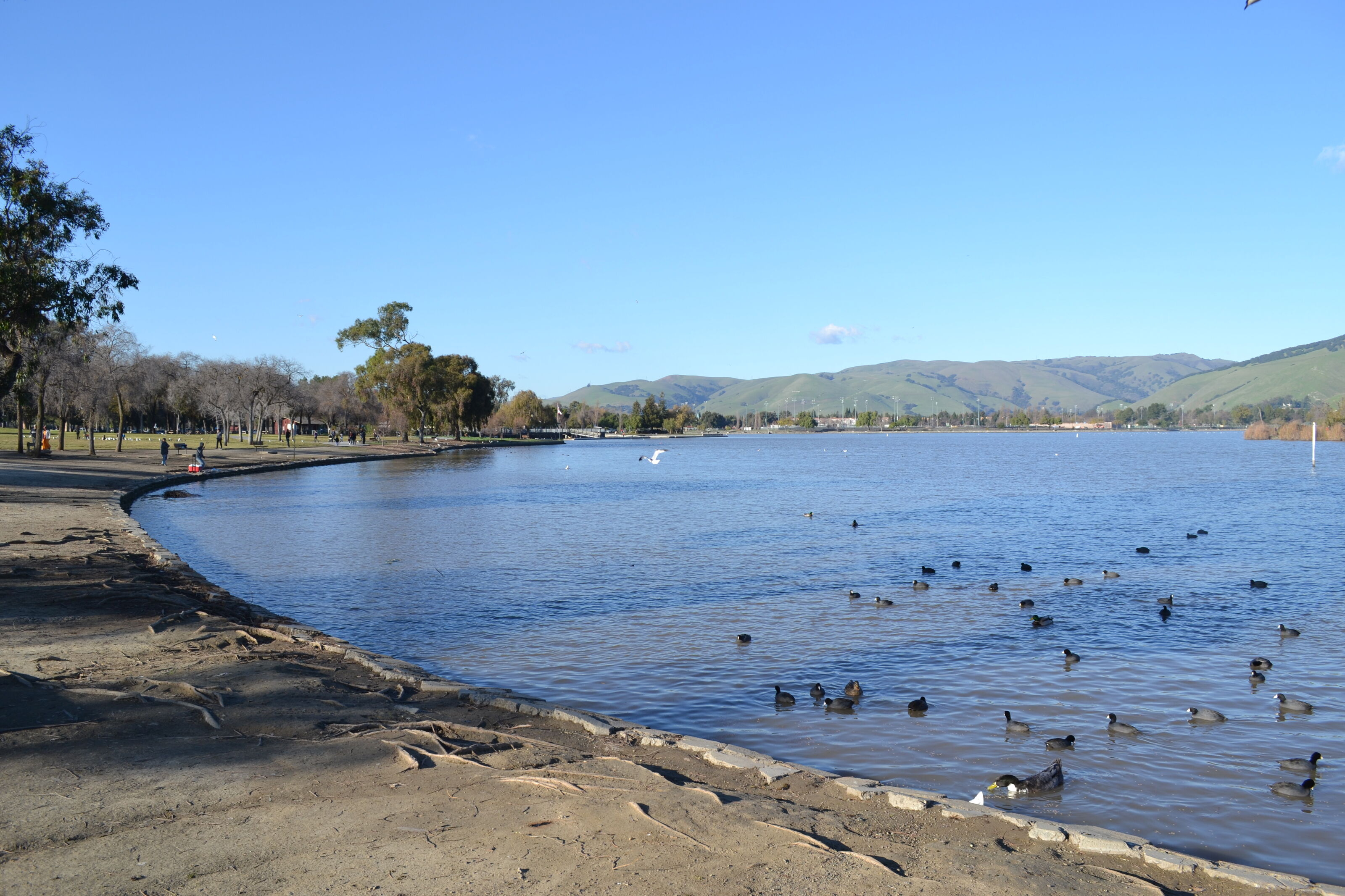 Lake_Elisabeth_Fremont_California
