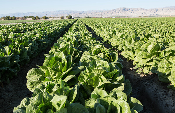 Agriculture in Yuma