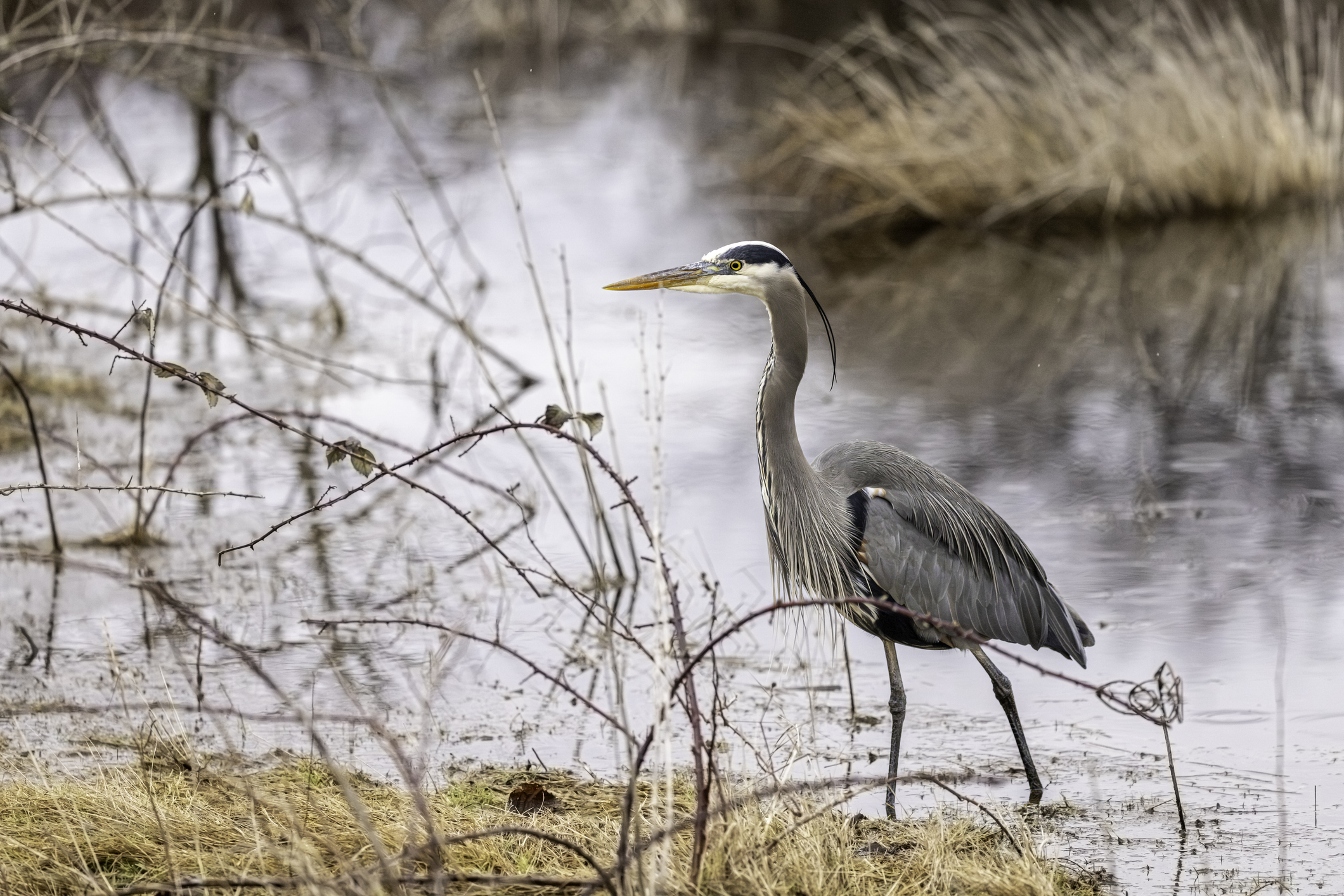Heron Lake State Park