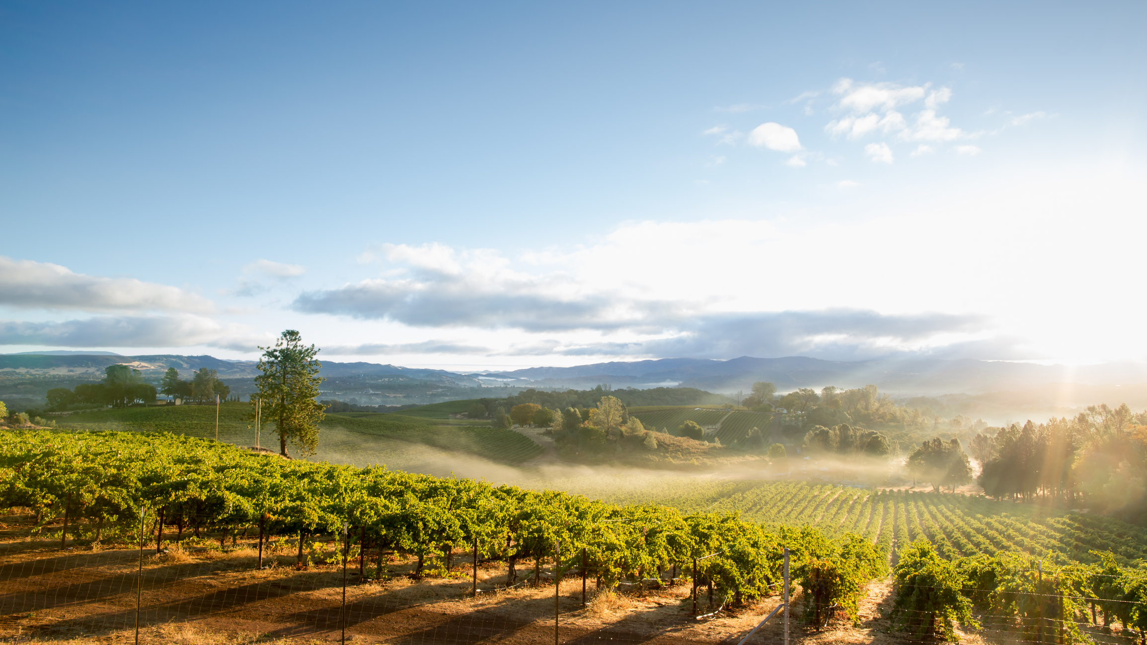 Paradise Ridge Winery