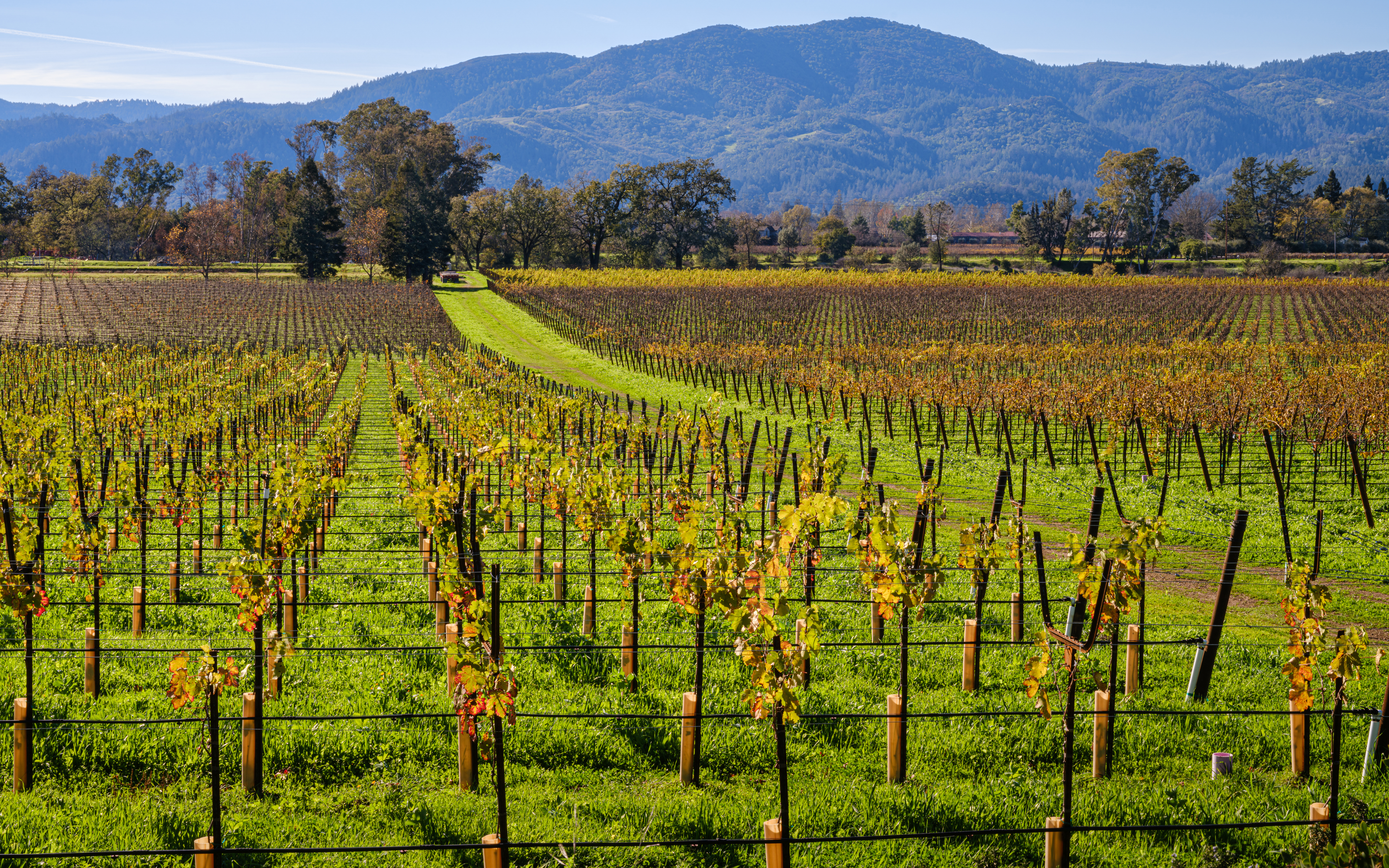Mumm Napa, Rutherford, California