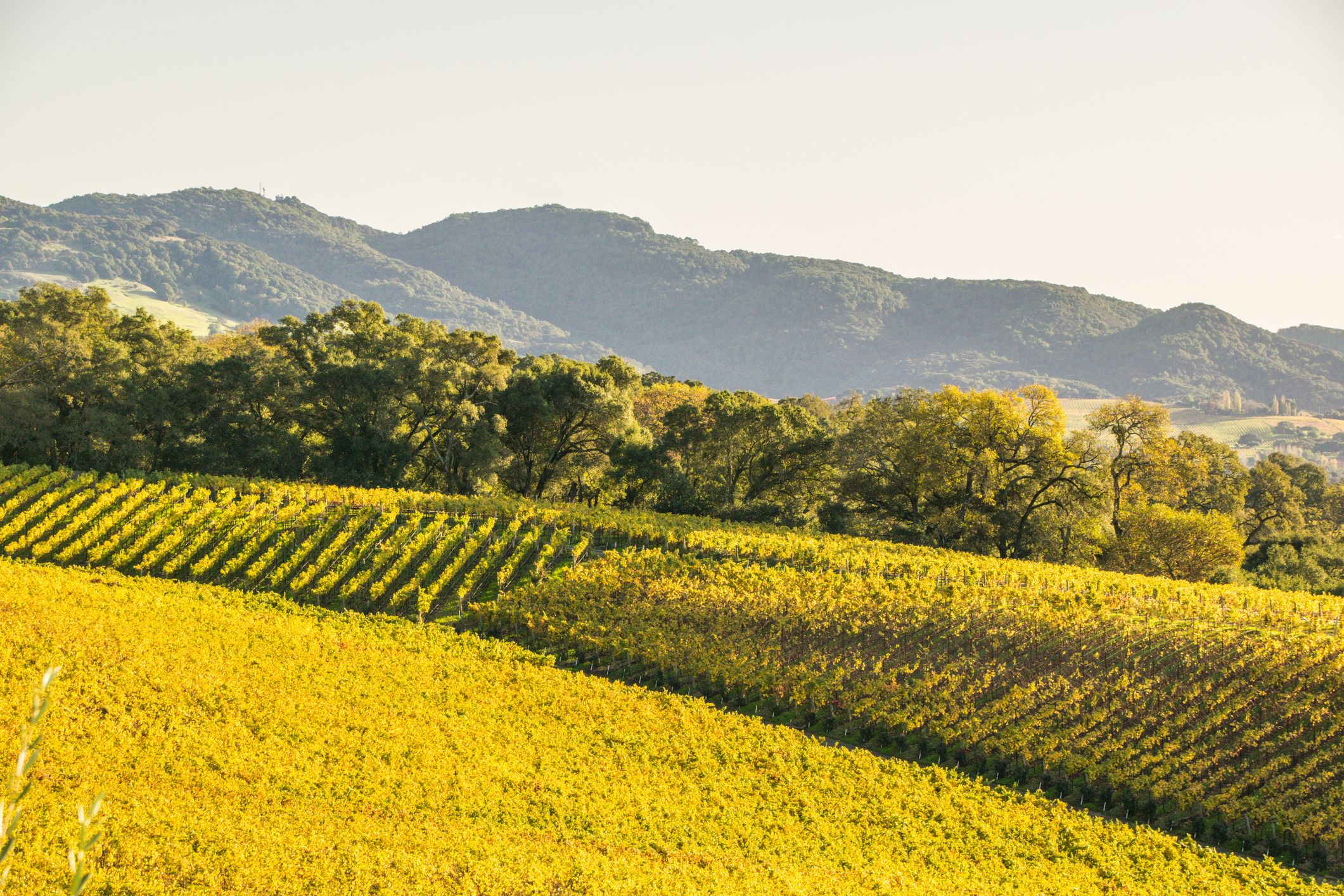 Beautiful fall colors found in a Vineyard in Napa, California