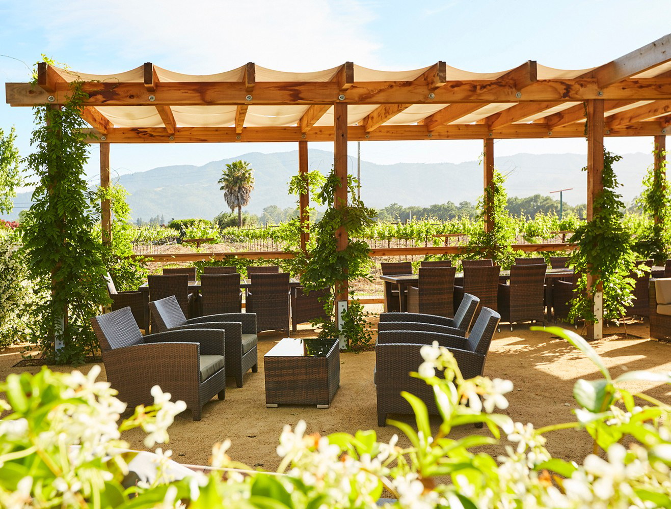 Honig Vineyard and Winery, Rutherford, California
