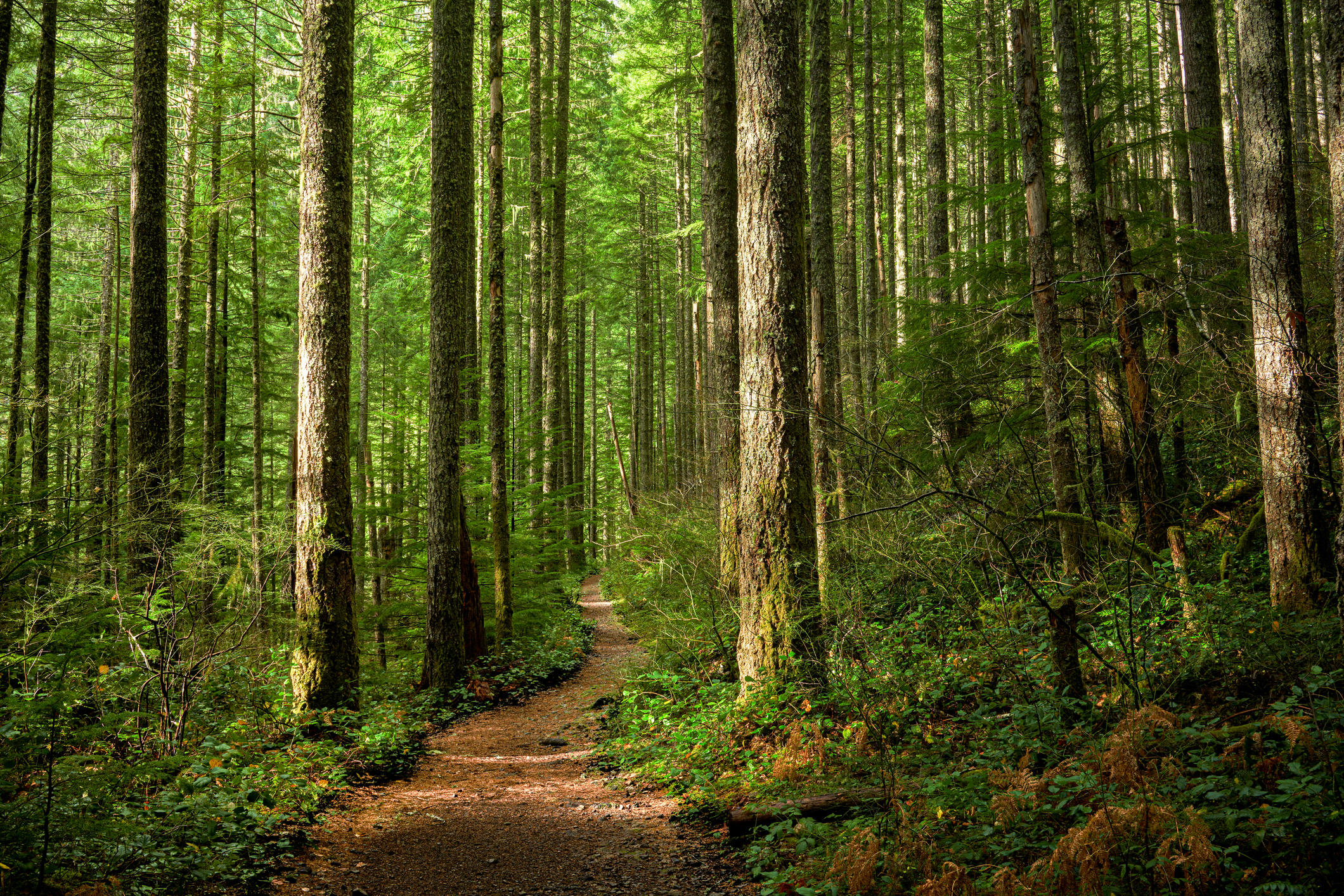 Damascus Forest Trail at Beach Lake, Pennsylvania