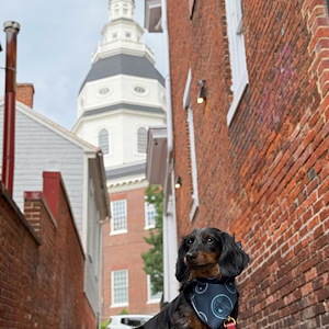 Historic Inns of Annapolis Instagram