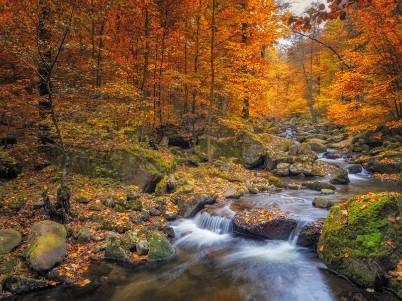 Fall Sweet Fall