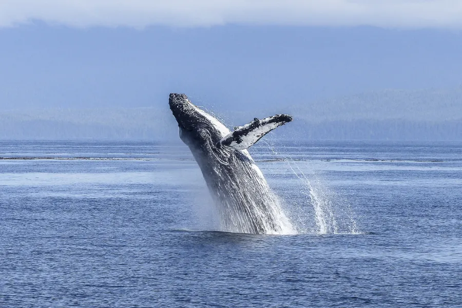 The Thrill of Whale Watching in Bar Harbor