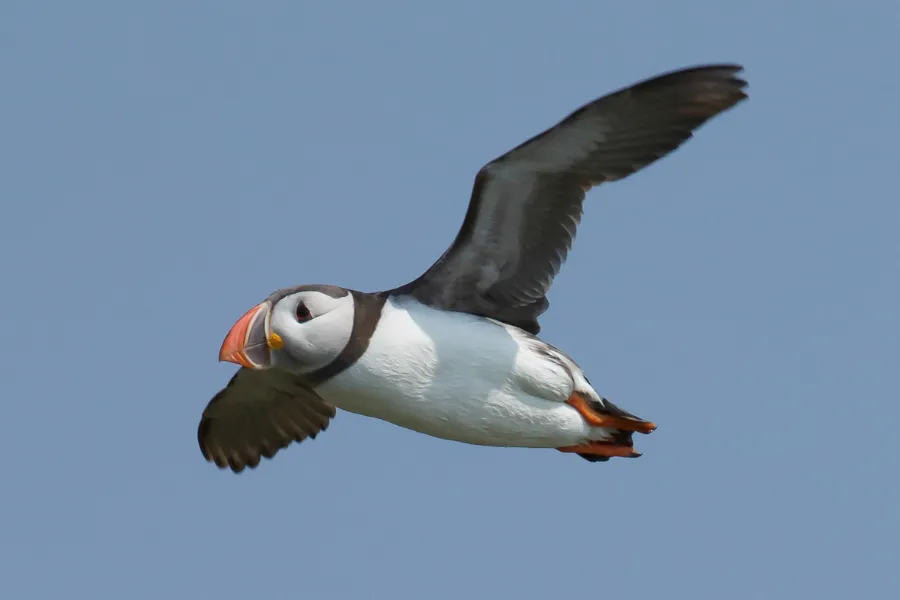 Set Sail with Acadian Boat Tours